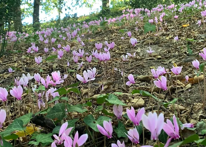 La Maison De Caillou * La Roche-Chalais